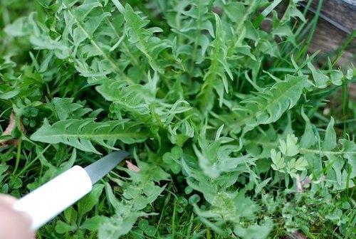 每天用蒲公英泡水喝到底有啥用？