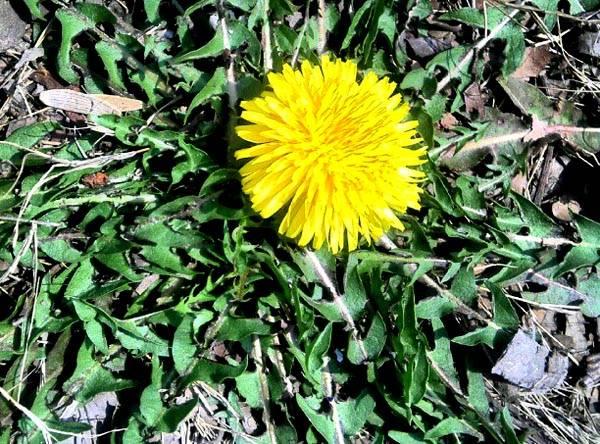 每天用蒲公英泡水喝到底有啥用？