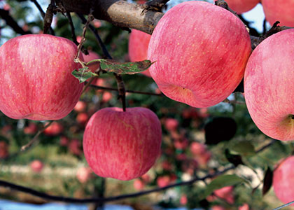  HTML中meta标签的作用