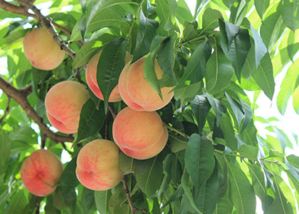  C#验证控件validator的简单使用