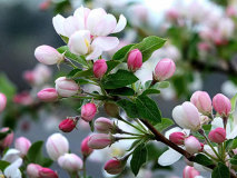  javascript实现上传控件预览及文件保存路径