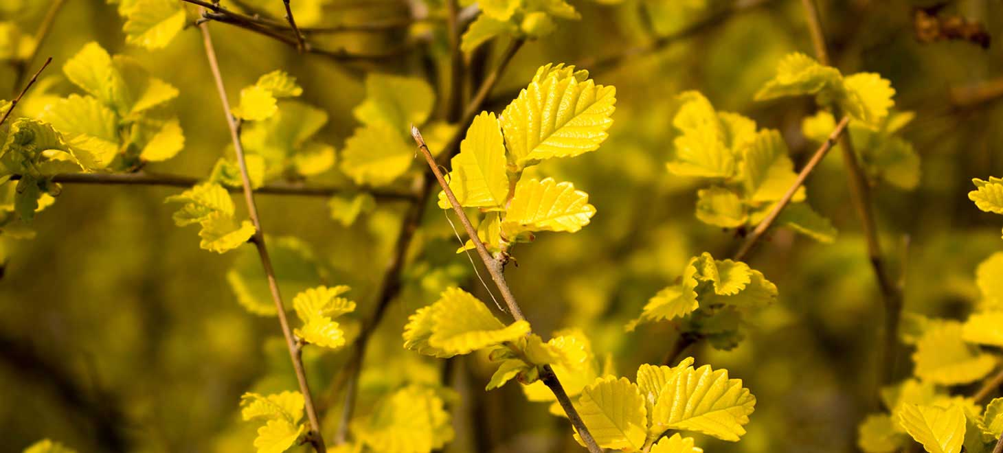  CSS 文字对齐属性详解：text-align 和 justify-content